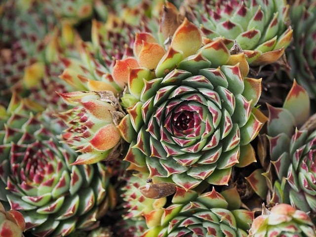 succulent